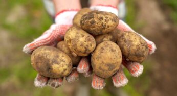 ¿Cuánto tiempo duran las patatas o papas?