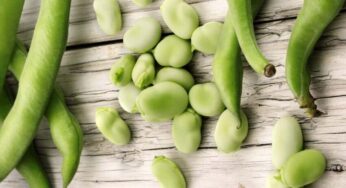 ¿Cómo congelar las habas?