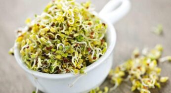 [Diferencias] Brotes crudos Vs Brotes hervidos