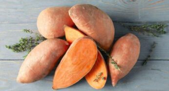 [Guia] ¿Qué es el Camote Blanco?