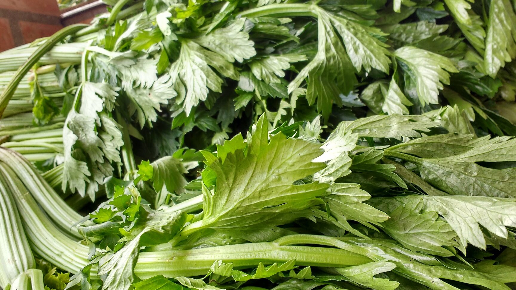 Descubre el apio sustituto perfecto para tus recetas saludables