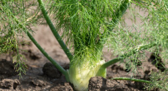 Diferencias entre eneldo y hinojo: ¿Cómo distinguirlos?