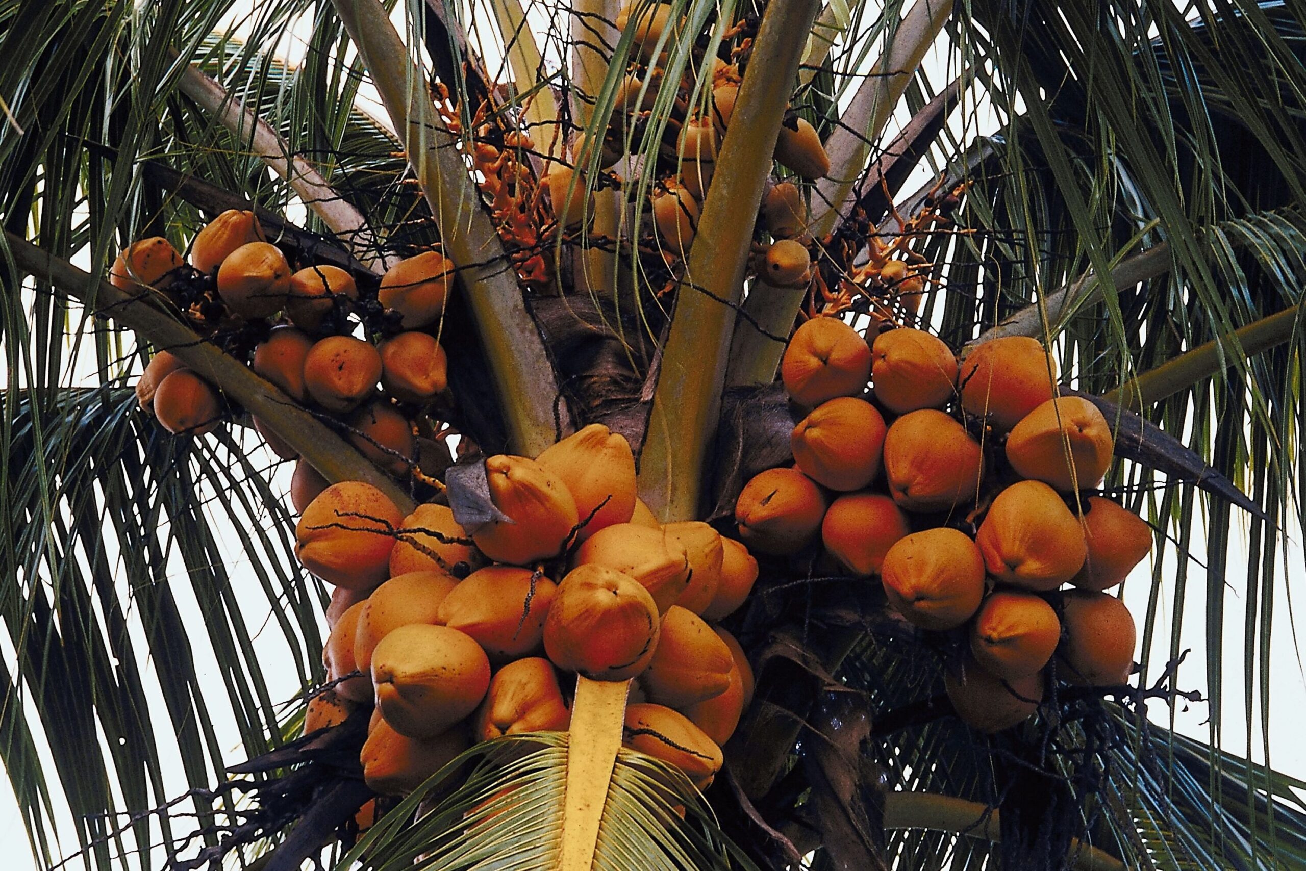 Toda la verdad sobre hervir la leche de coco: ¡Sí se puede!