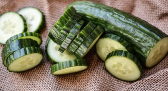 Planta de pepino vs calabacín: ¿En qué se diferencian?