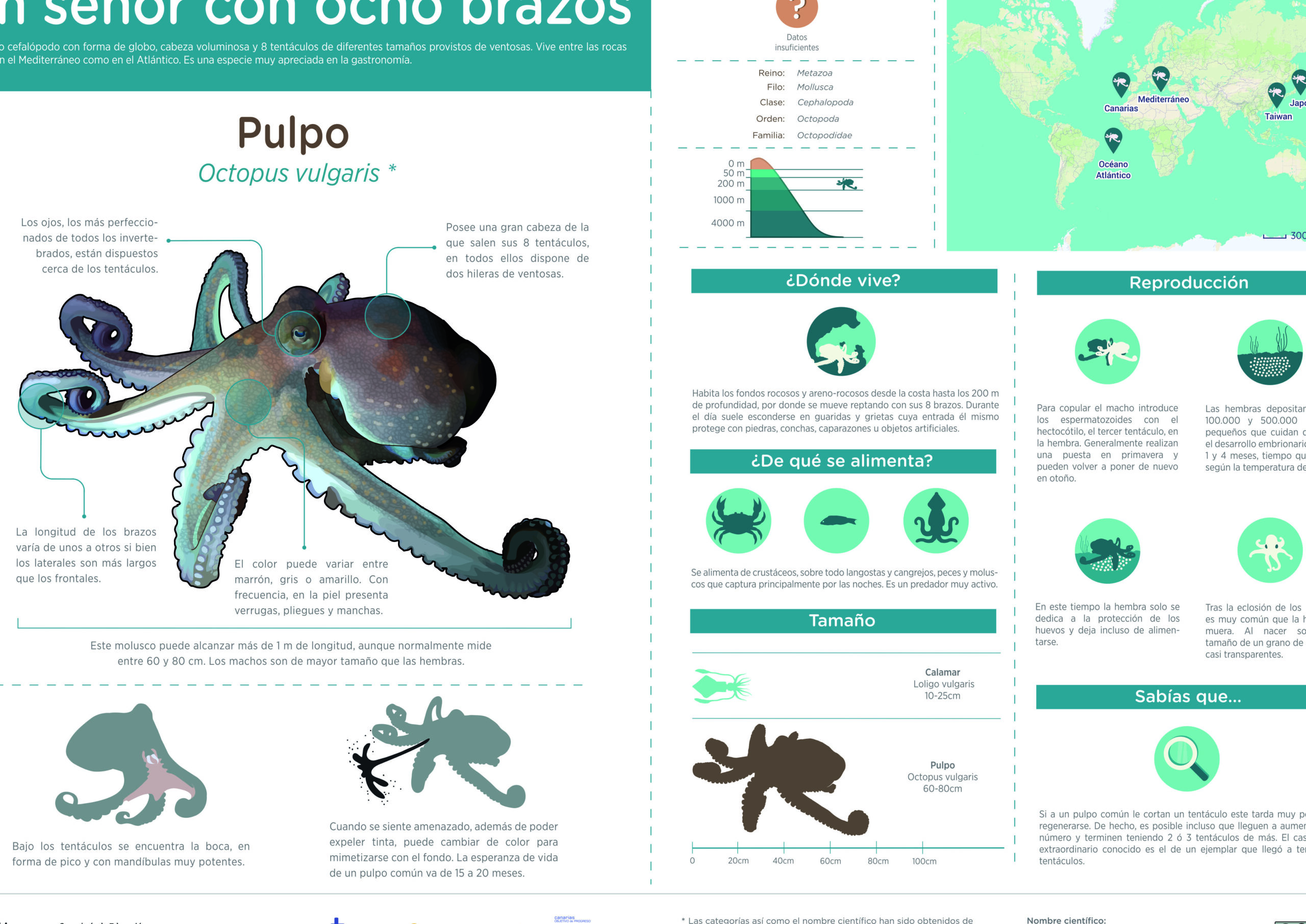 El misterio revelado: ¿Cómo sabe el pulpo lo que come?