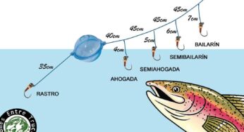 Diferencias entre trucha y salmón: ¿Sabes cómo distinguirlos?