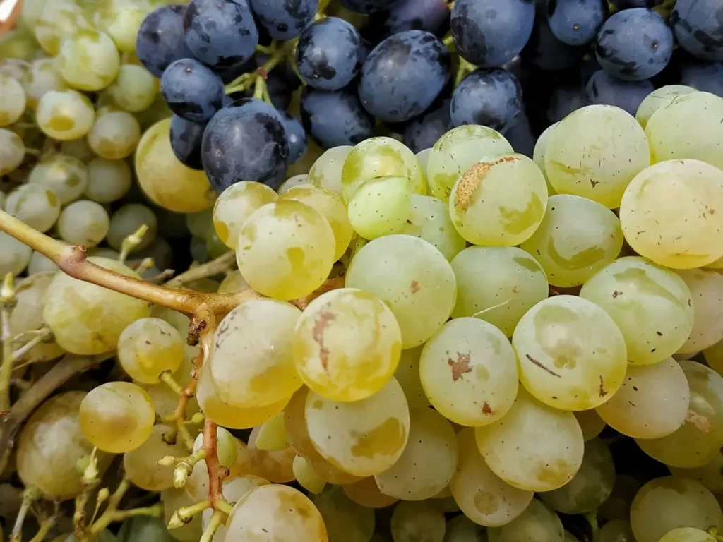 ¿Sabes cuánto tiempo puedes guardar las uvas en la nevera? 1