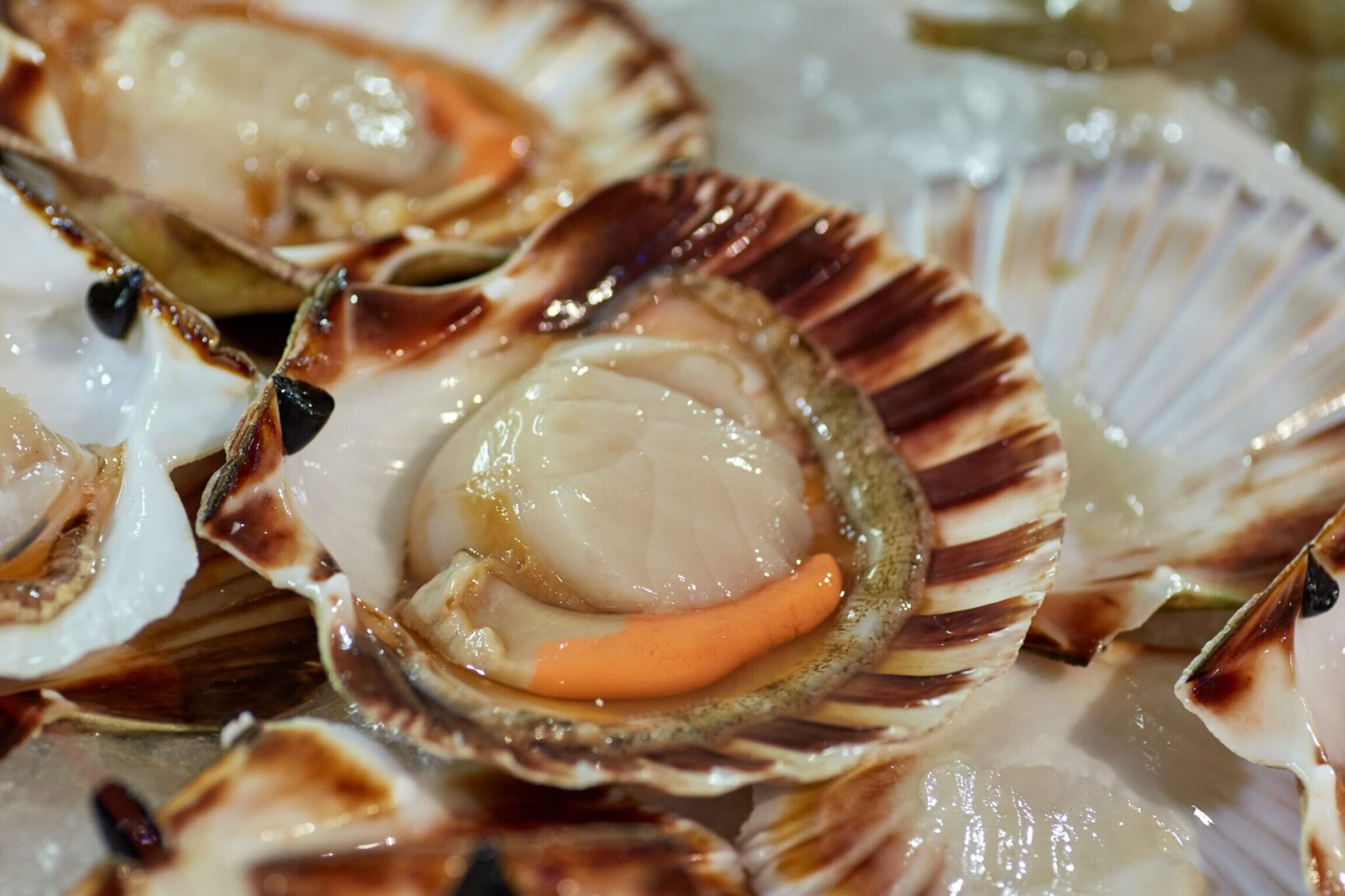 Descubre el delicioso sabor de las vieiras: una experiencia culinaria ...