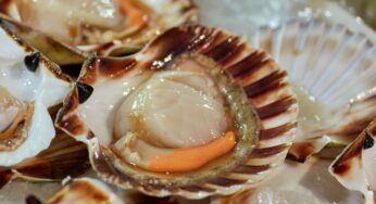 Descubre el delicioso sabor de las vieiras: una experiencia culinaria única